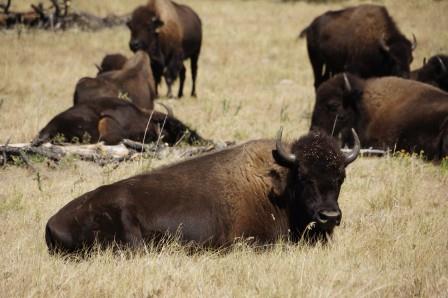 Custer State park